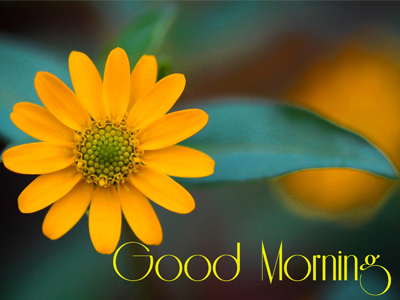 Yellow Flower Gud Morning Pictures For Whatsapp And Facebook